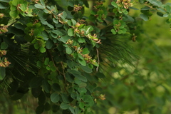 Lespedeza cyrtobotrya