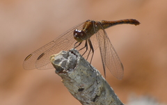 Diplacodes bipunctata