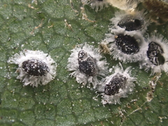 Tetraleurodes