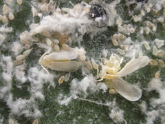 Tetraleurodes