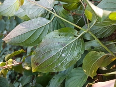 Neodryinus typhlocybae