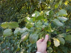 Neodryinus typhlocybae