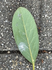 Tetraleurodes