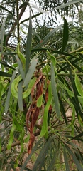 Acacia uncifolia