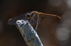 Diplacodes bipunctata
