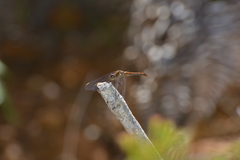 Diplacodes bipunctata