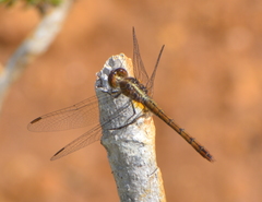 Diplacodes bipunctata