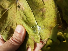 Neodryinus typhlocybae