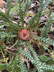 Banksia dallanneyi