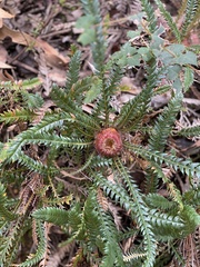 Banksia dallanneyi