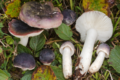 Russula laccata