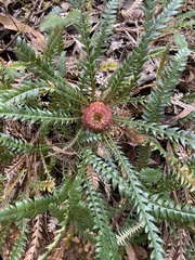 Banksia dallanneyi