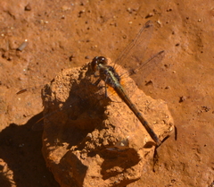 Diplacodes bipunctata