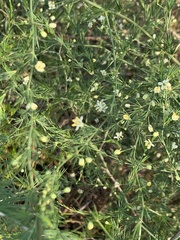 Asparagus cooperi