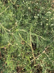 Asparagus cooperi
