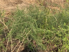Asparagus cooperi