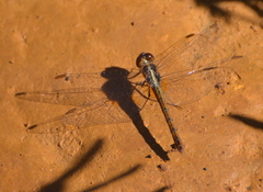 Diplacodes bipunctata