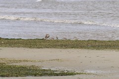 Calidris falcinellus