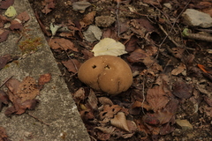 Lycoperdon