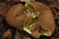 Lycoperdon