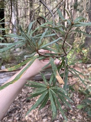 Banksia seminuda