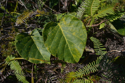 Parsonsia crebriflora observed 2021-07-17