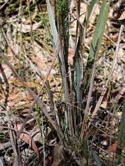 Dianella prunina