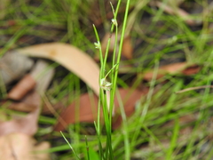 Isolepis inundata