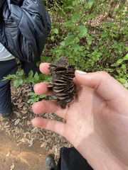 Banksia seminuda
