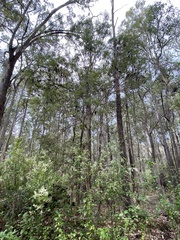 Banksia seminuda