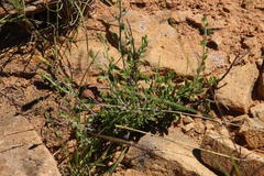 Pegolettia