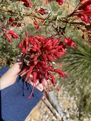 Grevillea wilsonii