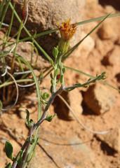 Pegolettia