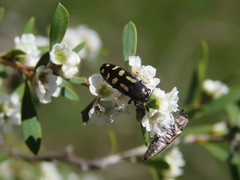 Castiarina picta
