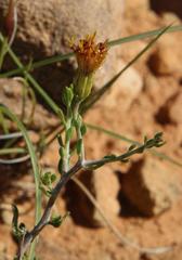 Pegolettia