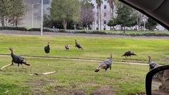 Meleagris gallopavo