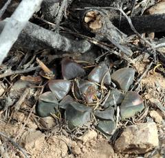 Haworthia bayeri