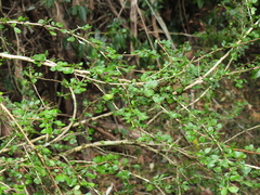Phyllanthus microcladus