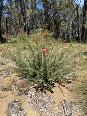 Grevillea wilsonii