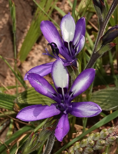 Flag Retro Bobbejaantjie (Babiana inclinata)