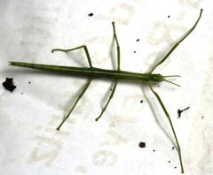 Macynia labiata