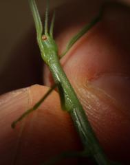 Macynia labiata