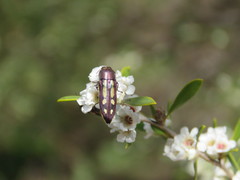 Castiarina crocicolor