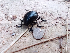 Timarcha goettingensis