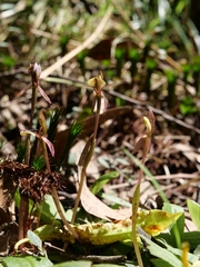 Chiloglottis formicifera