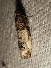 Notocelia incarnatana