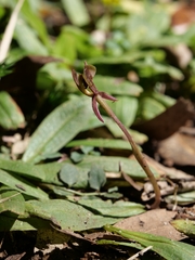 Chiloglottis formicifera