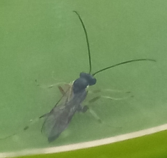 Diplazon laetatorius