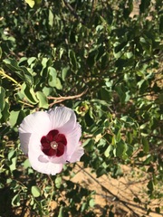 Gossypium sturtianum