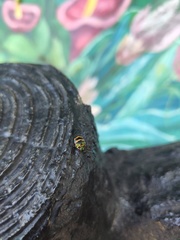 Chrysocoris fascialis